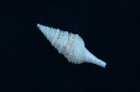 藏品(金絲捲管螺)的圖片